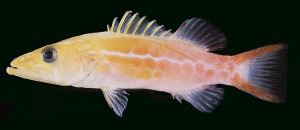Orange-Spotted Soapfish Image courtesy of: http://www.fishbase.org/images/species/Bepyl_u0.jpg