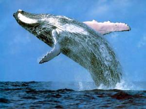 Blue Whale Image courtesy of: http://4.bp.blogspot.com/_W90V87w3sr8/TT63x6kn_ZI/AAAAAAAAApA/-egcHRyskaY/s1600/blue-whale-pictures_3.jpg
